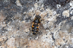 Helophilus groenlandicus