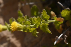 Perityle tenella
