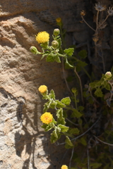 Perityle tenella