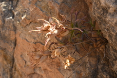 Castilleja scabrida