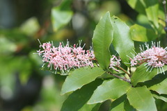 Macadamia ternifolia
