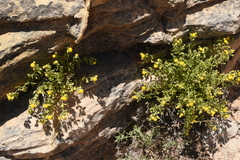 Perityle tenella