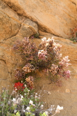 Castilleja scabrida