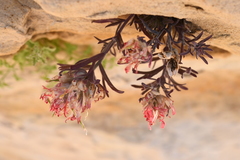 Castilleja scabrida
