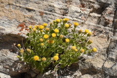 Perityle tenella