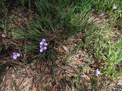 Patersonia occidentalis occidentalis