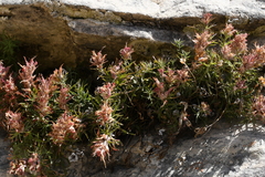 Castilleja scabrida