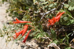 Epilobium canum garrettii