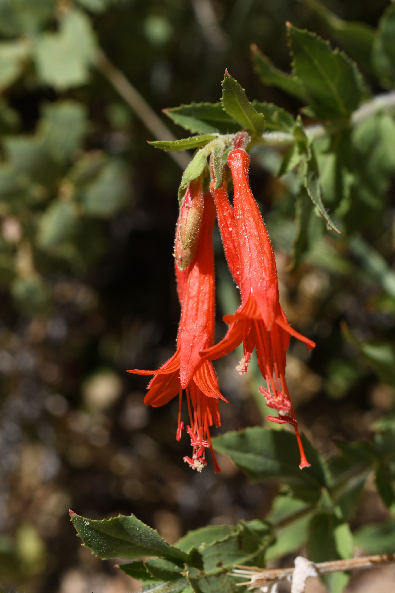 Epilobium canum ssp. garrettii