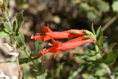 Epilobium canum garrettii