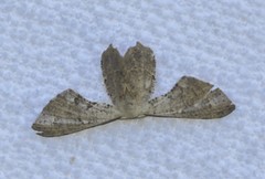 Phazaca leucocephala