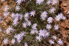 Erigeron utahensis