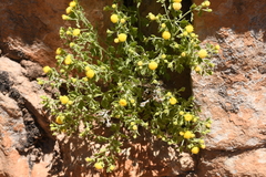Perityle tenella