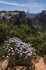 Erigeron utahensis