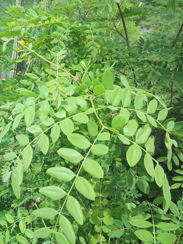 Coulteria platyloba