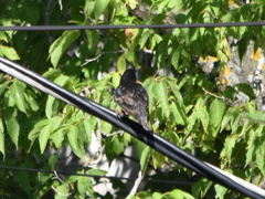 Sturnus vulgaris