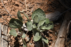 Viola charlestonensis