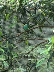 Psarisomus dalhousiae