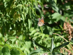 Danaus plexippus