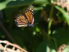 Danaus plexippus