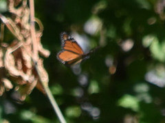 Danaus plexippus