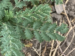 Sanguisorba occidentalis