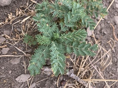 Sanguisorba occidentalis