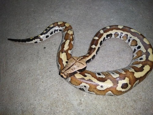 Malaysian Blood Python (Snakes of Vietnam) · iNaturalist