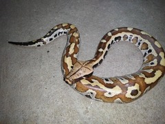 Blood Python photo 1