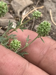 Sanguisorba occidentalis