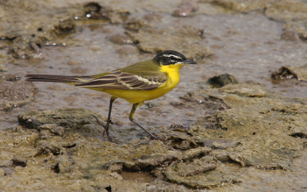 Black-headed Wagtail