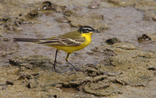 Black-headed Wagtail