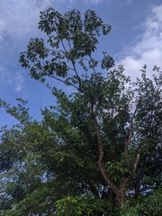 Crateva adansonii formosensis