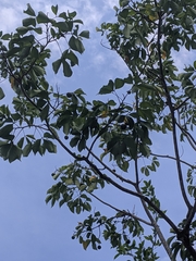 Crateva adansonii formosensis