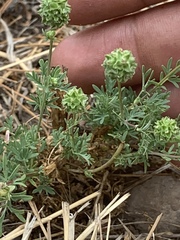 Sanguisorba occidentalis