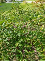 Callicarpa dichotoma