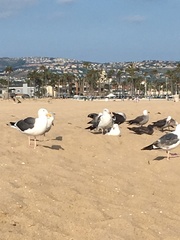 Larus occidentalis