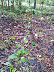 Solidago virgaurea