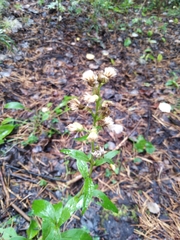 Solidago virgaurea