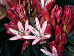 Doryanthes excelsa