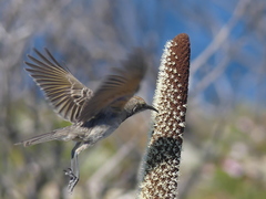 Gliciphila melanops