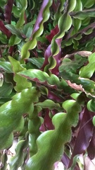 Goeppertia rufibarba