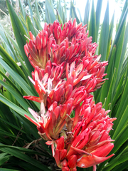 Doryanthes excelsa