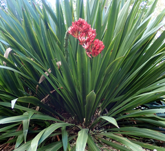 Doryanthes excelsa