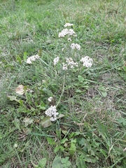 Achillea millefolium