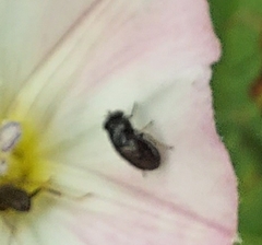Discomyza