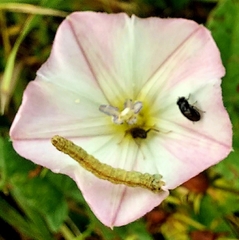 Discomyza