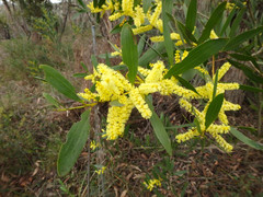 Acacia longifolia longifolia
