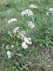 Achillea millefolium
