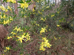 Acacia longifolia longifolia